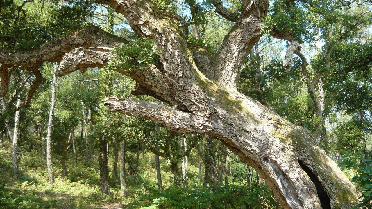 Photo of Outdoor in Vieux-Boucau-les-Bains