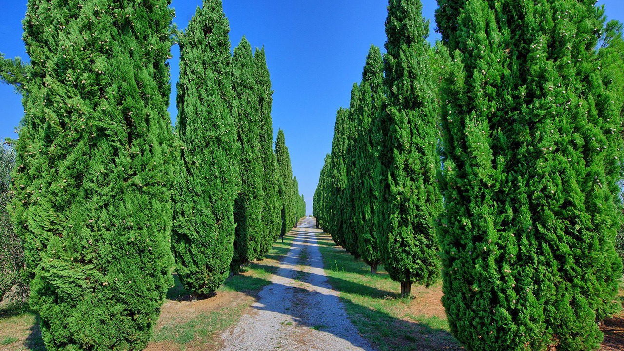 Photo of Others in Cetona