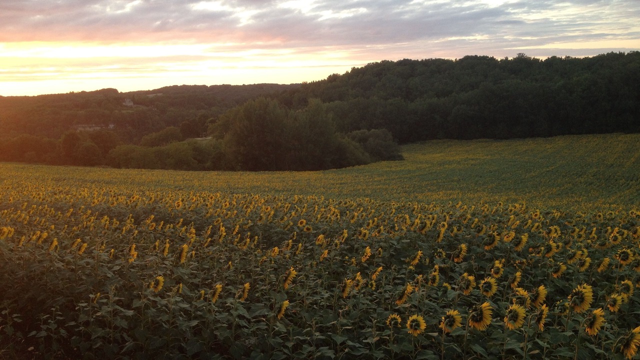 Photo of Outdoor in Castels et Bezenac