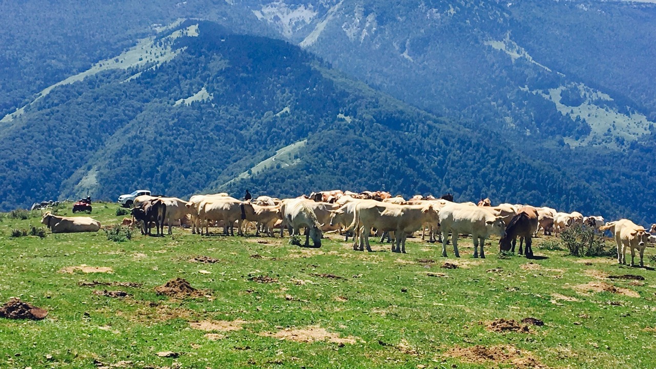 Photo of Outdoor in Lees-Athas
