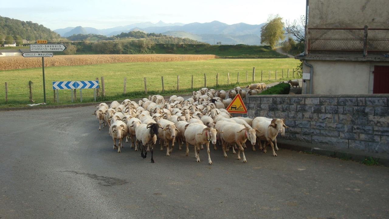 Photo of Others in Sauguis-Saint-Etienne