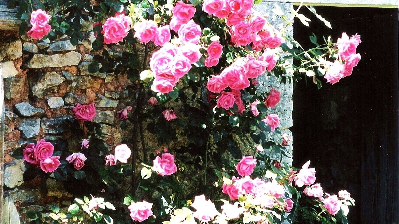 Photo of Outdoor in Varaignes