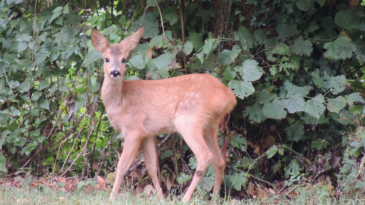 Photo of Outdoor in Brignac-la-Plaine