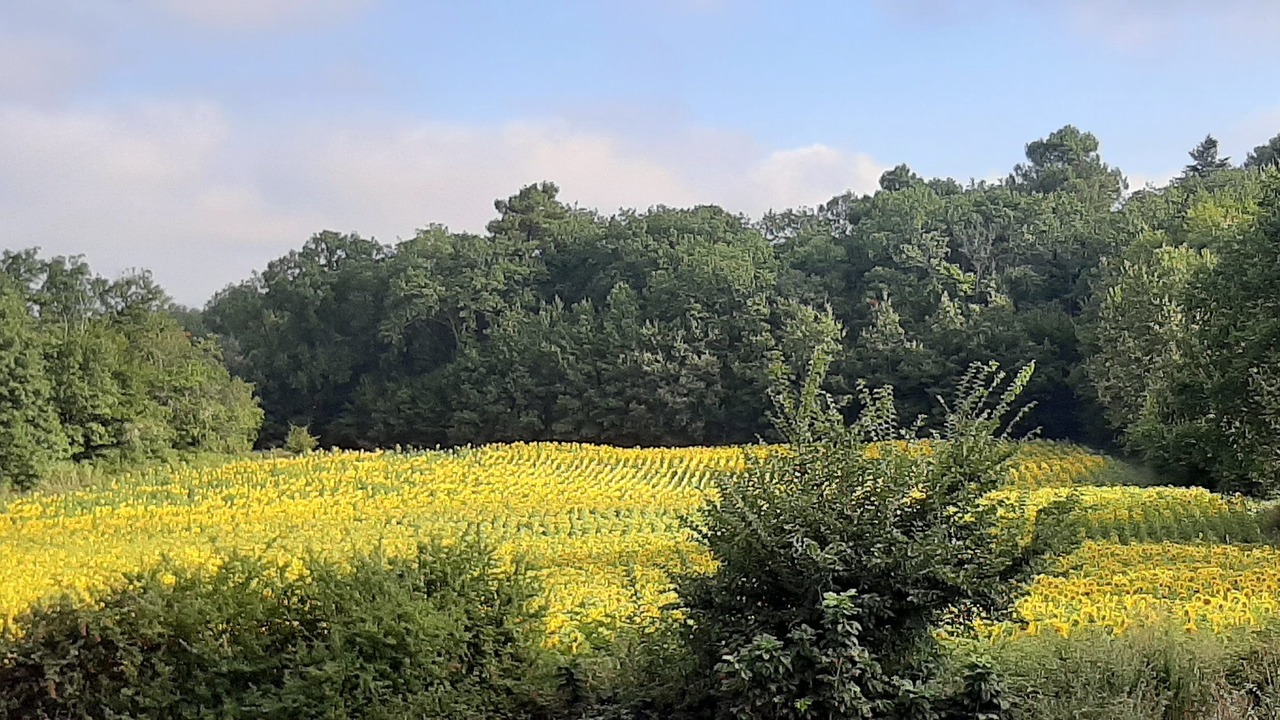 Photo of Outdoor in Pressignac-Vicq
