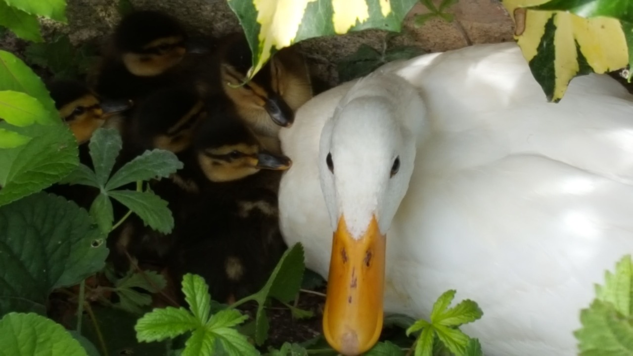 Photo of Others in Penne-d'Agenais