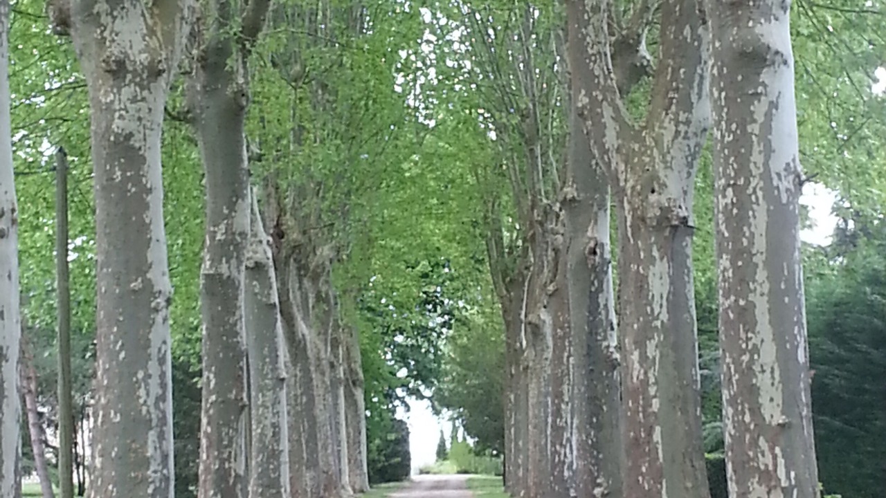Photo of Outdoor in Clairac