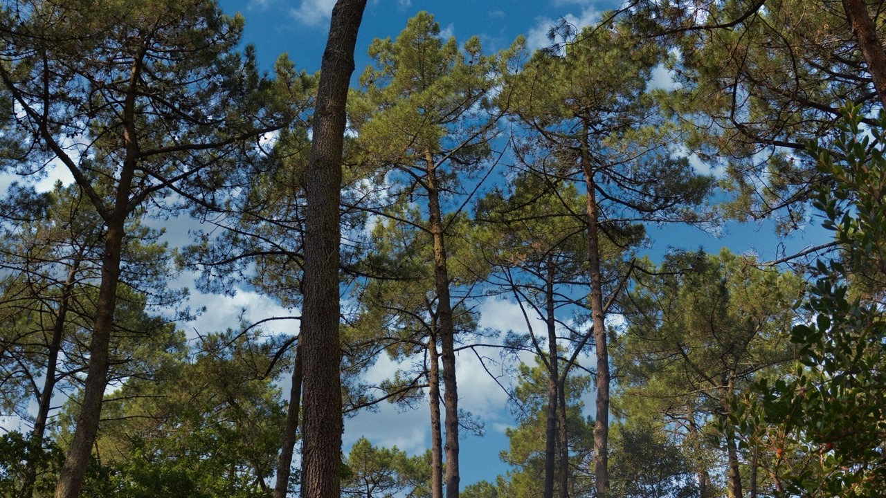 Photo of Outdoor in Soorts-Hossegor