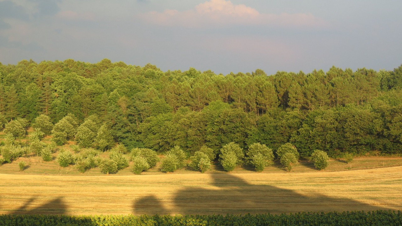 Photo of Others in Saint-Felix-de-Villadeix