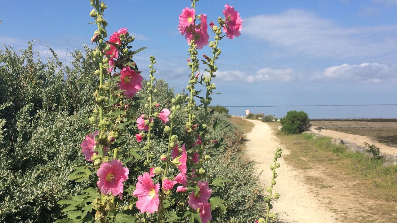 Photo of Outdoor in Port-des-Barques