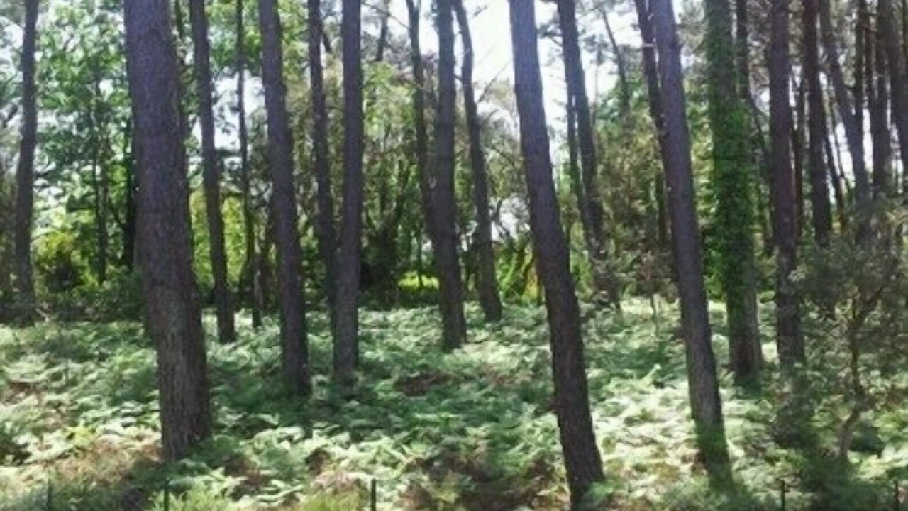 Photo of Outdoor in Messanges