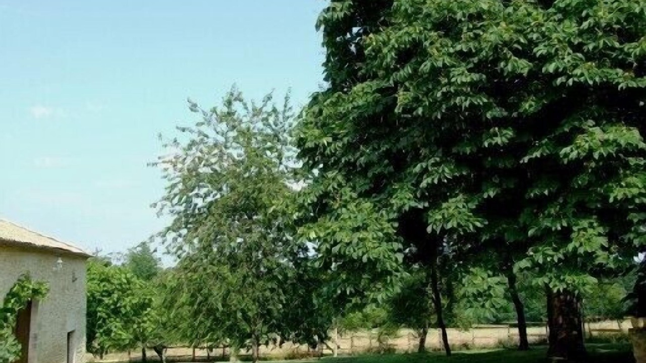 Photo of Outdoor in Saint-Michel-de-Villadeix