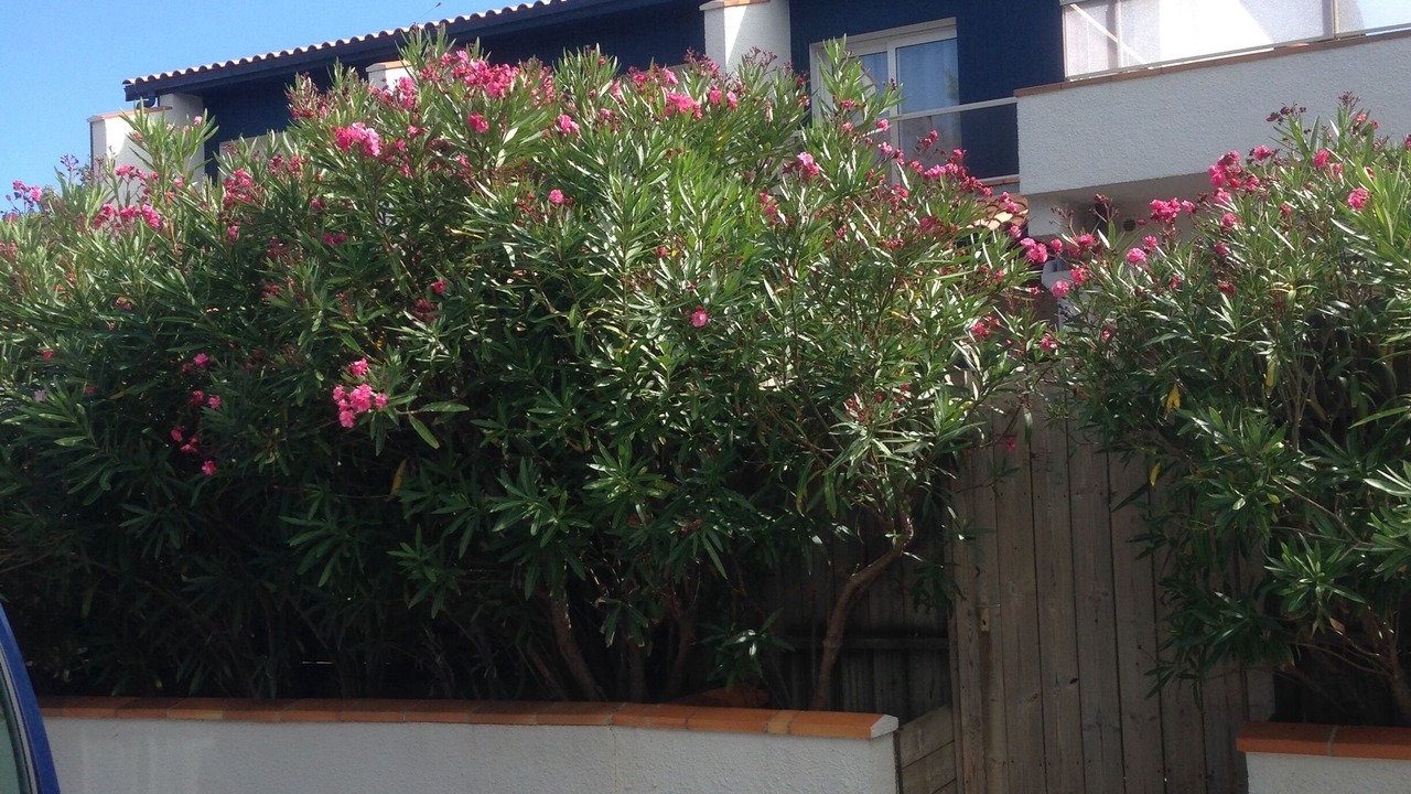 Photo of Outdoor in Cap-Ferret