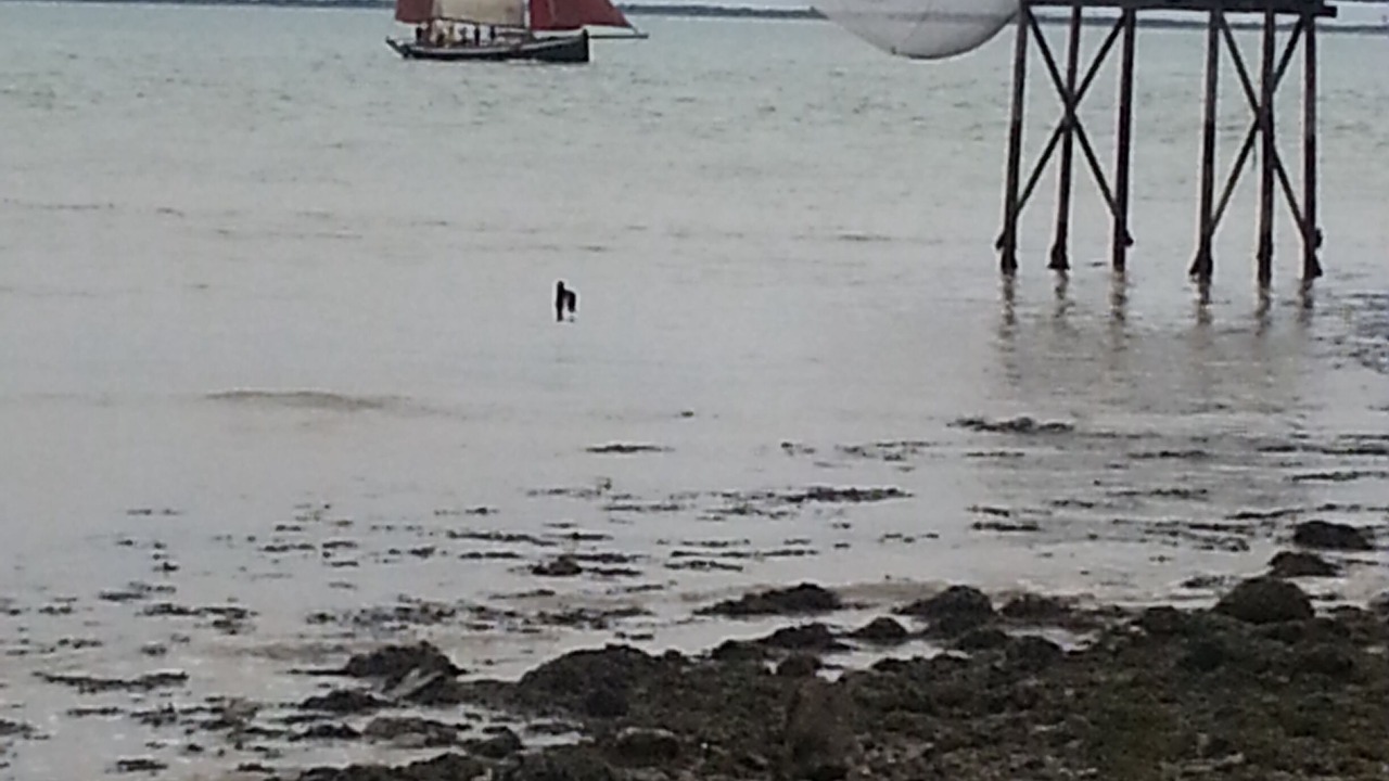 Photo of Others in Meschers-sur-Gironde