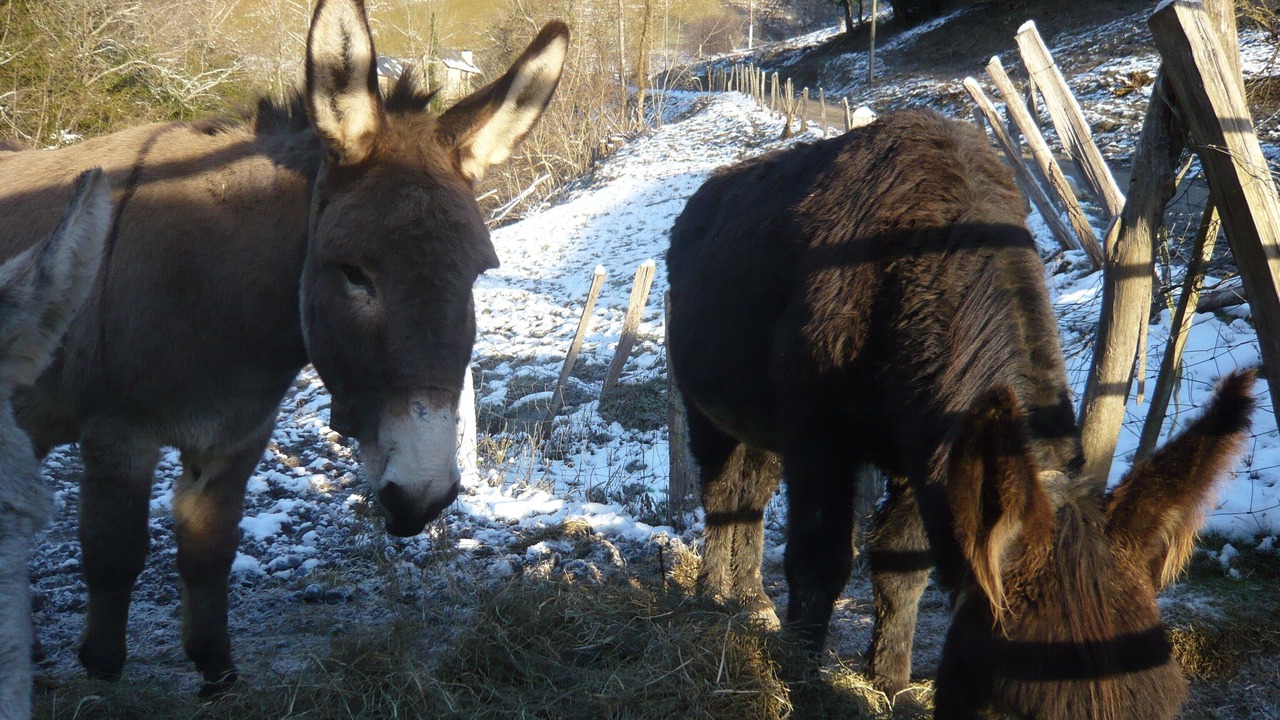 Photo of Outdoor in Osse-en-Aspe