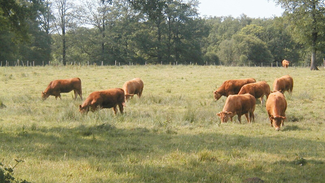 Photo of Outdoor in Bellac