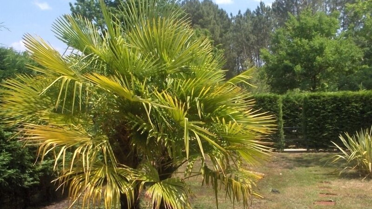 Photo of Outdoor in Biscarrosse