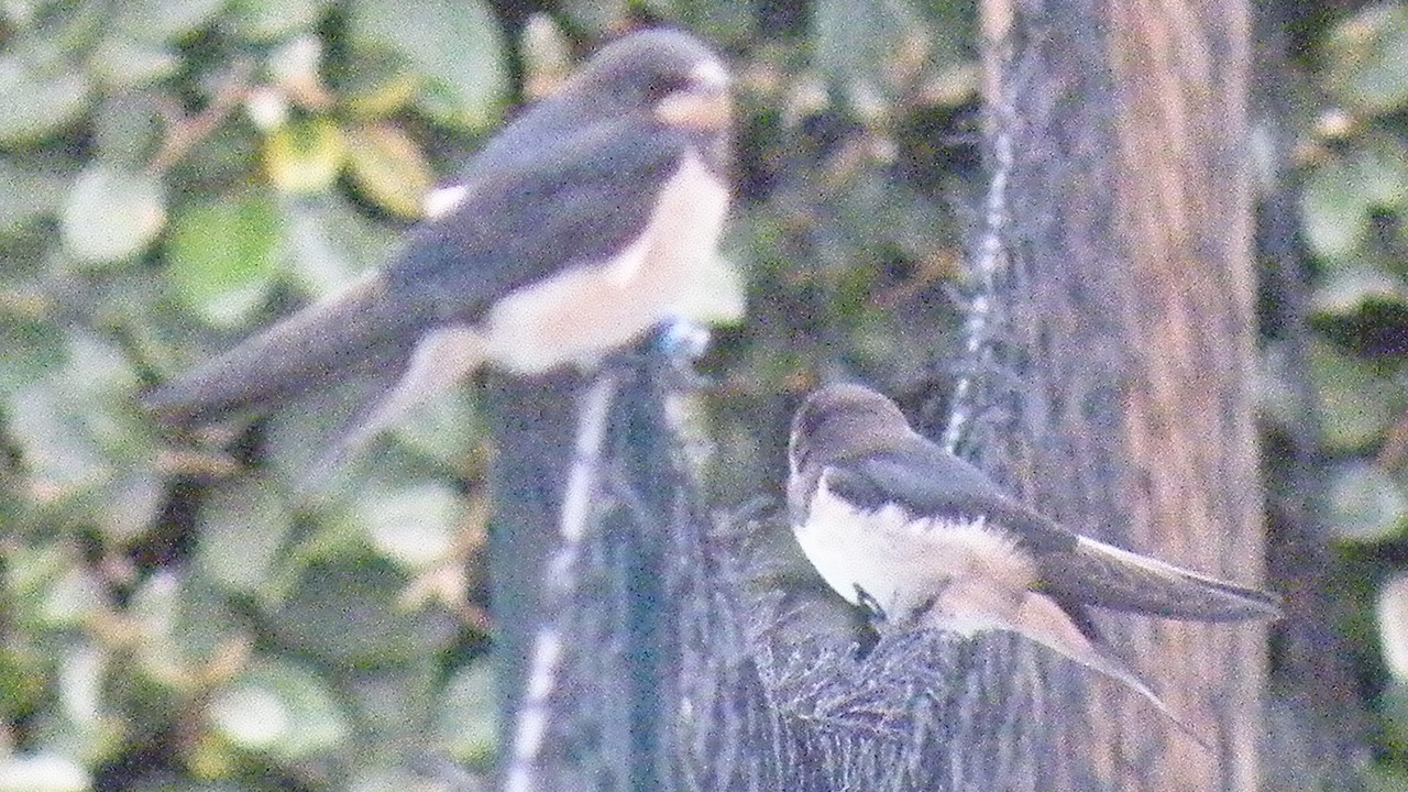 Photo of Others in Lacanau-Ocean