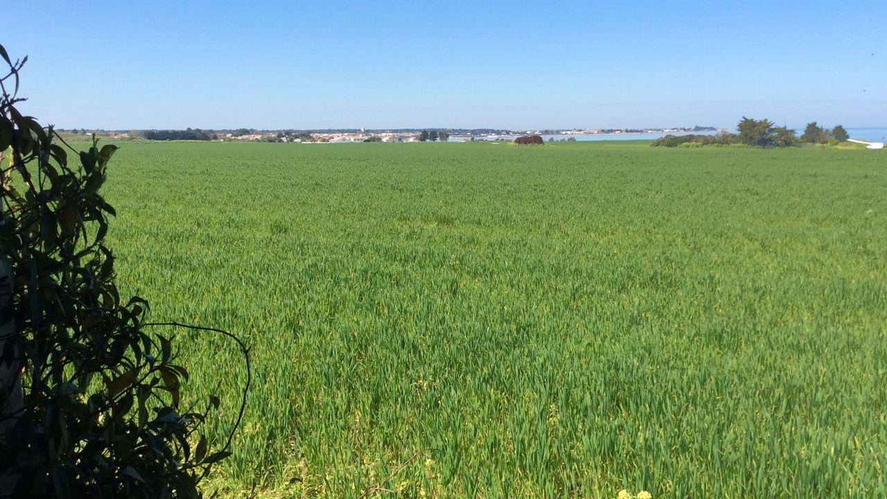 Photo of Outdoor in La Flotte
