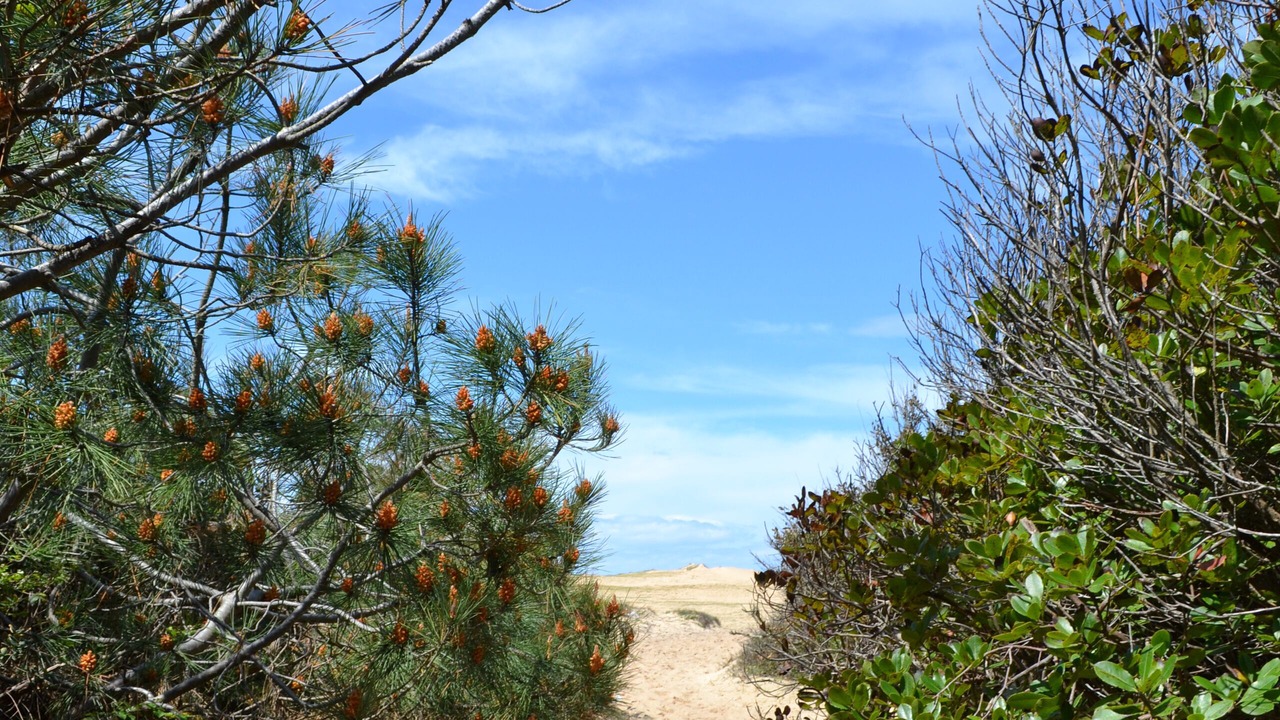 Photo of Outdoor in Labenne-Ocean