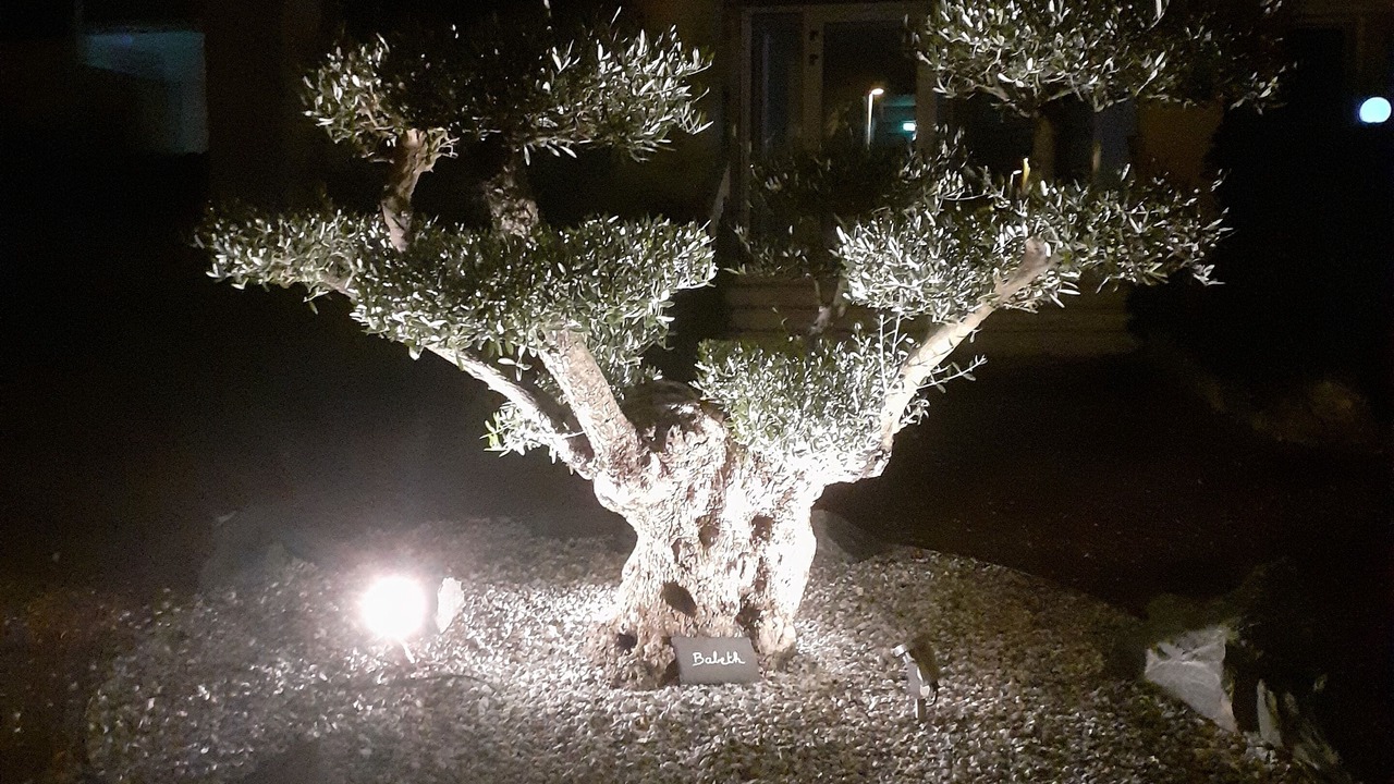 Photo of Outdoor in Saint-Palais-sur-Mer