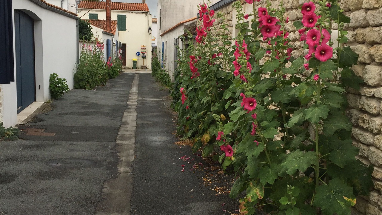 Photo of Outdoor in Dolus-d'Oleron