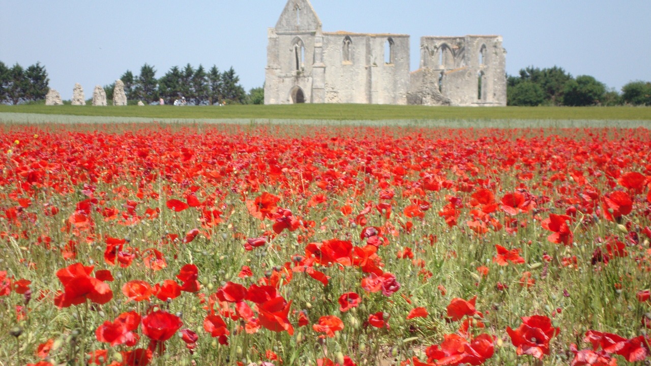 Photo of Outdoor in Saint-Martin-de-Re