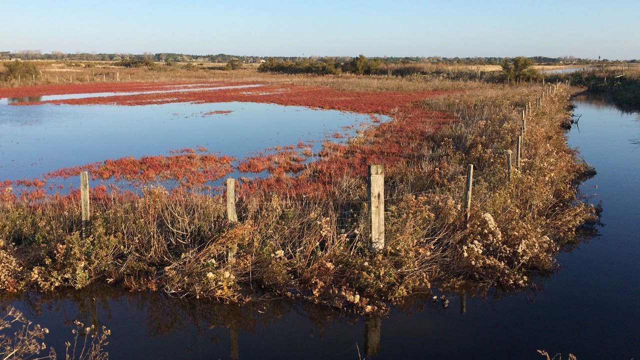 Photo of Outdoor in Saint-Clement-des-Baleines