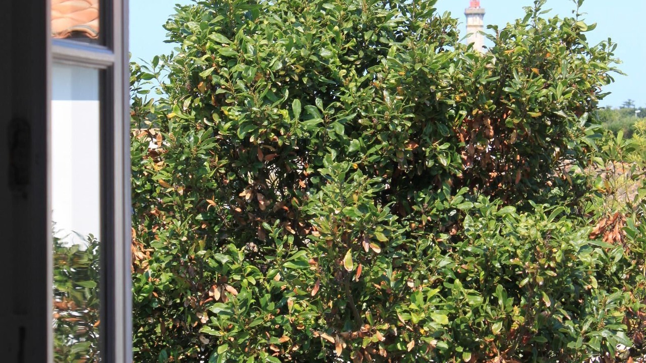Photo of Others in Saint-Clement-des-Baleines