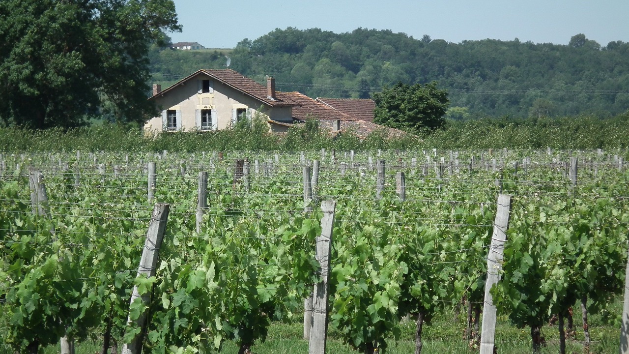 Photo of Outdoor in Saussignac