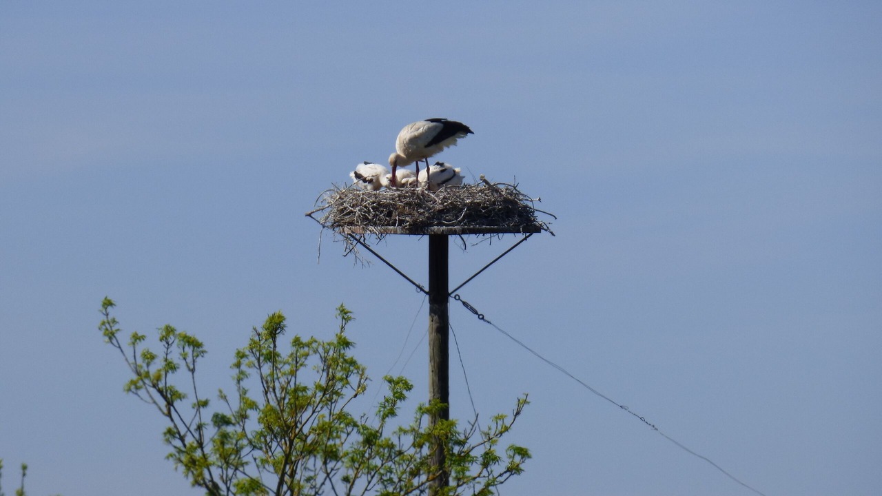 Photo of Others in Mortagne-sur-Gironde