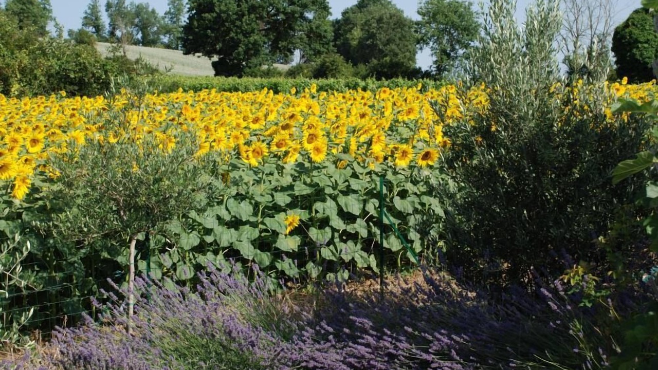 Photo of Outdoor in Lavardac