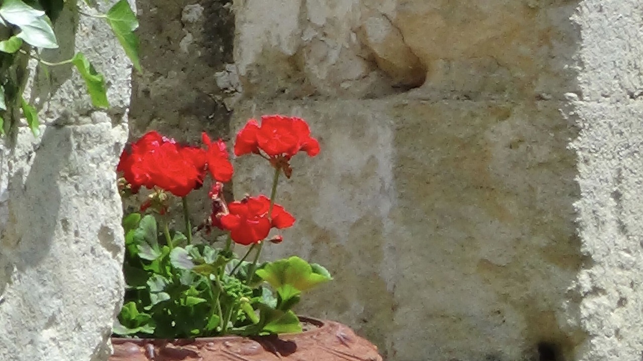 Photo of Outdoor in Juillac