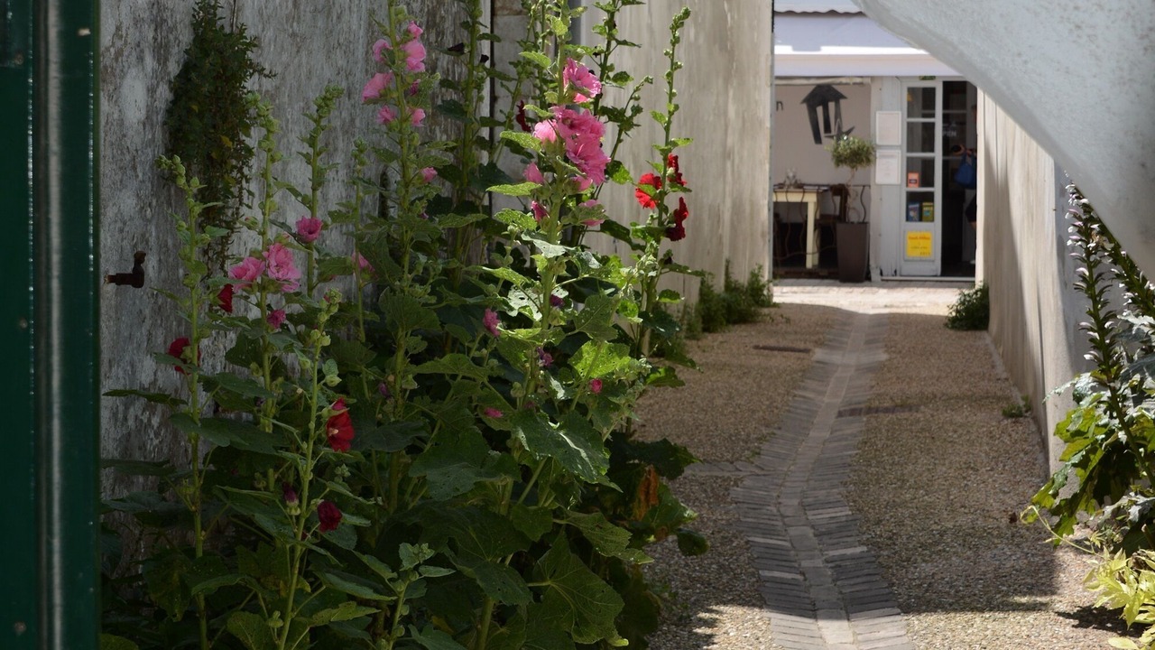Photo of Outdoor in La Couarde-sur-Mer