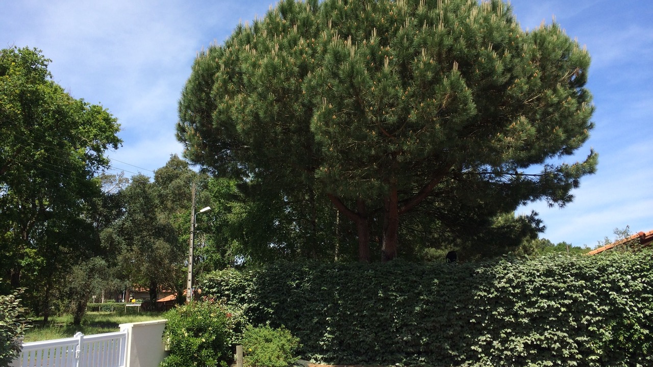 Photo of Outdoor in Vieux-Boucau-les-Bains
