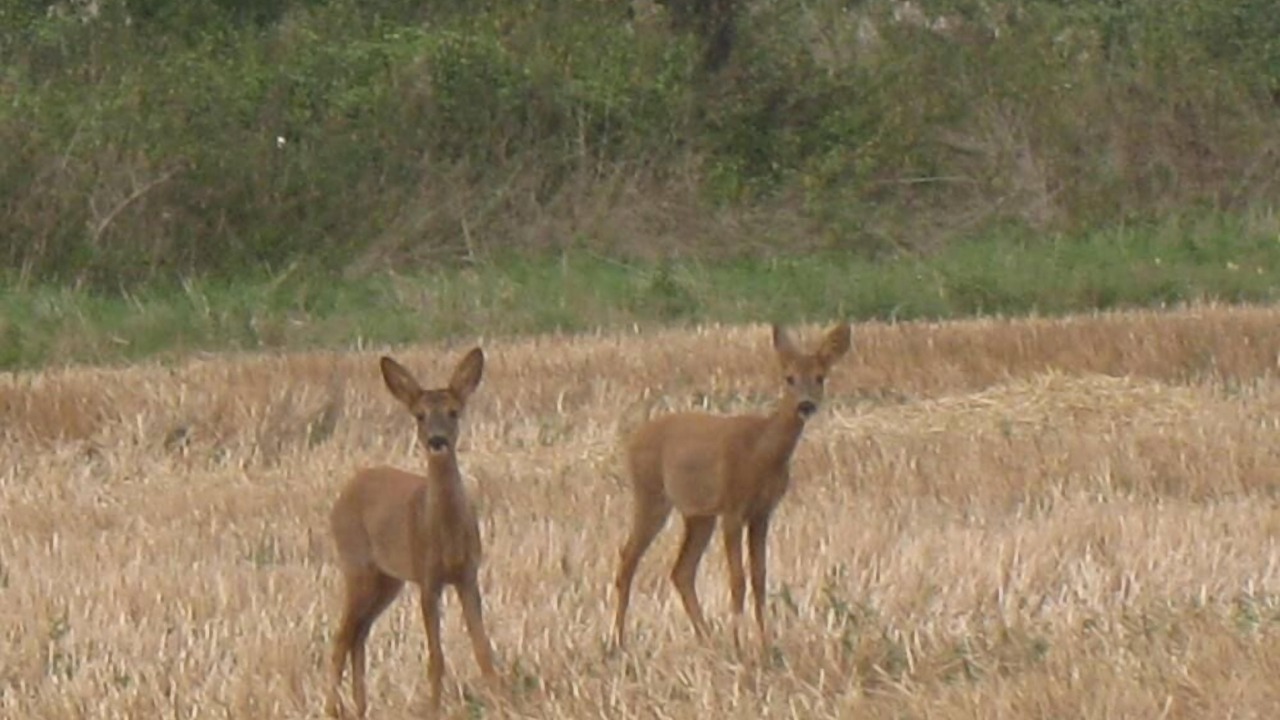 Photo of Others in Daglan