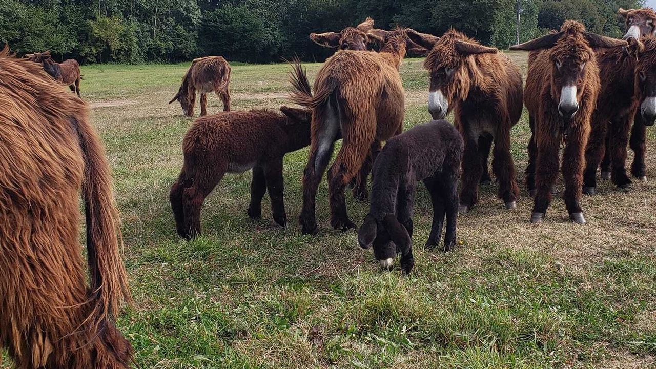 Photo of Outdoor in Usson-du-Poitou