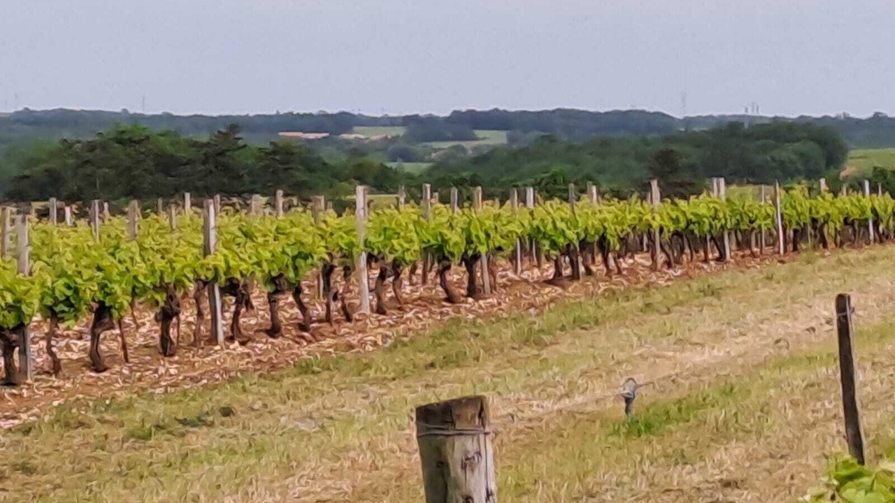 Photo of Outdoor in Saint-Amant-de-Nouere