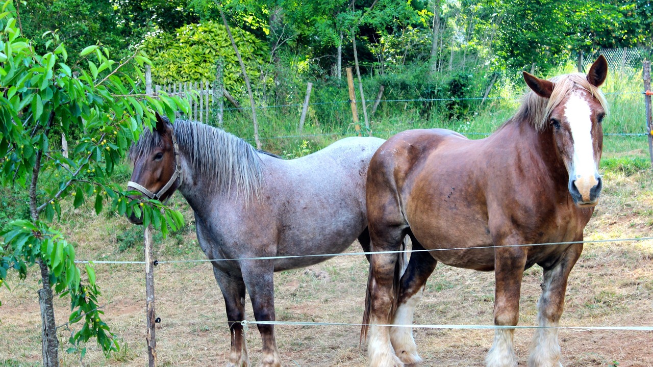 Photo of Outdoor in Rouffignac-Saint-Cernin-de-Reilhac