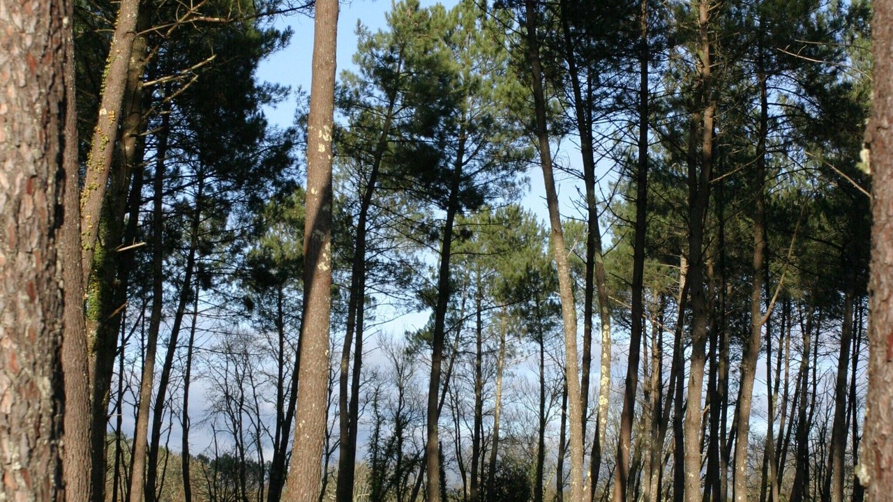 Photo of Others in Linxe