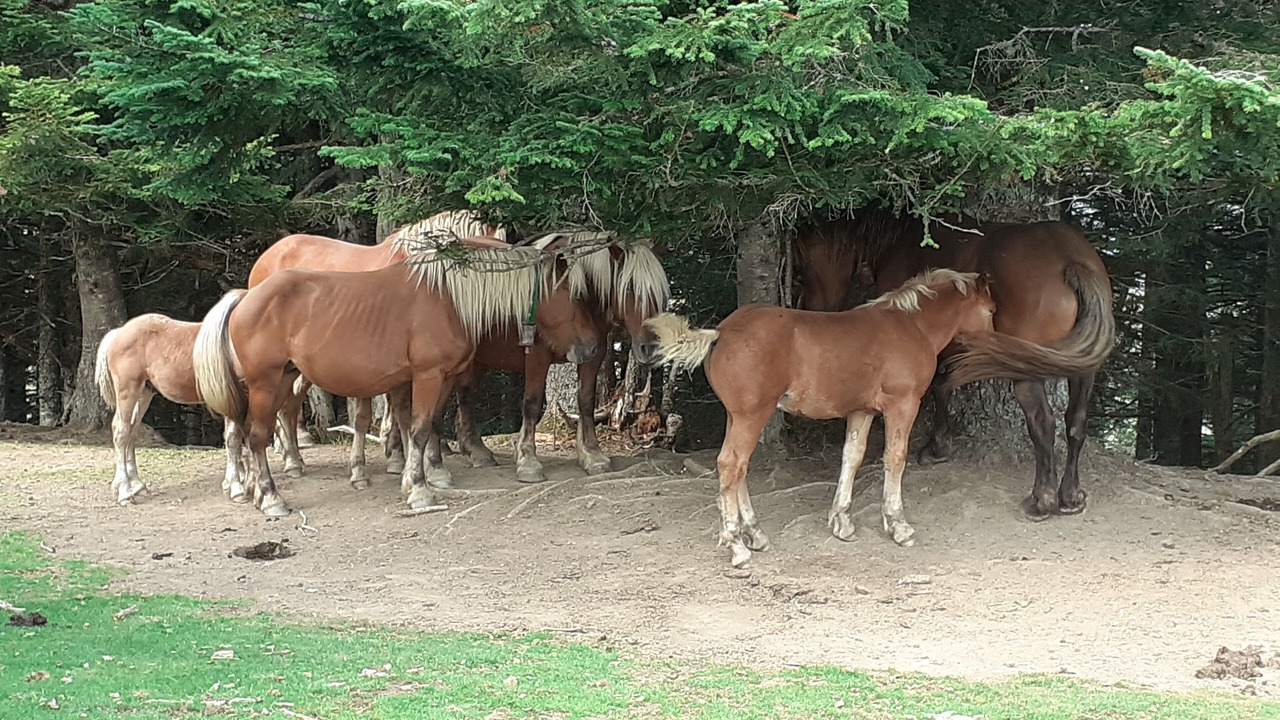 Photo of Outdoor in Osse-en-Aspe