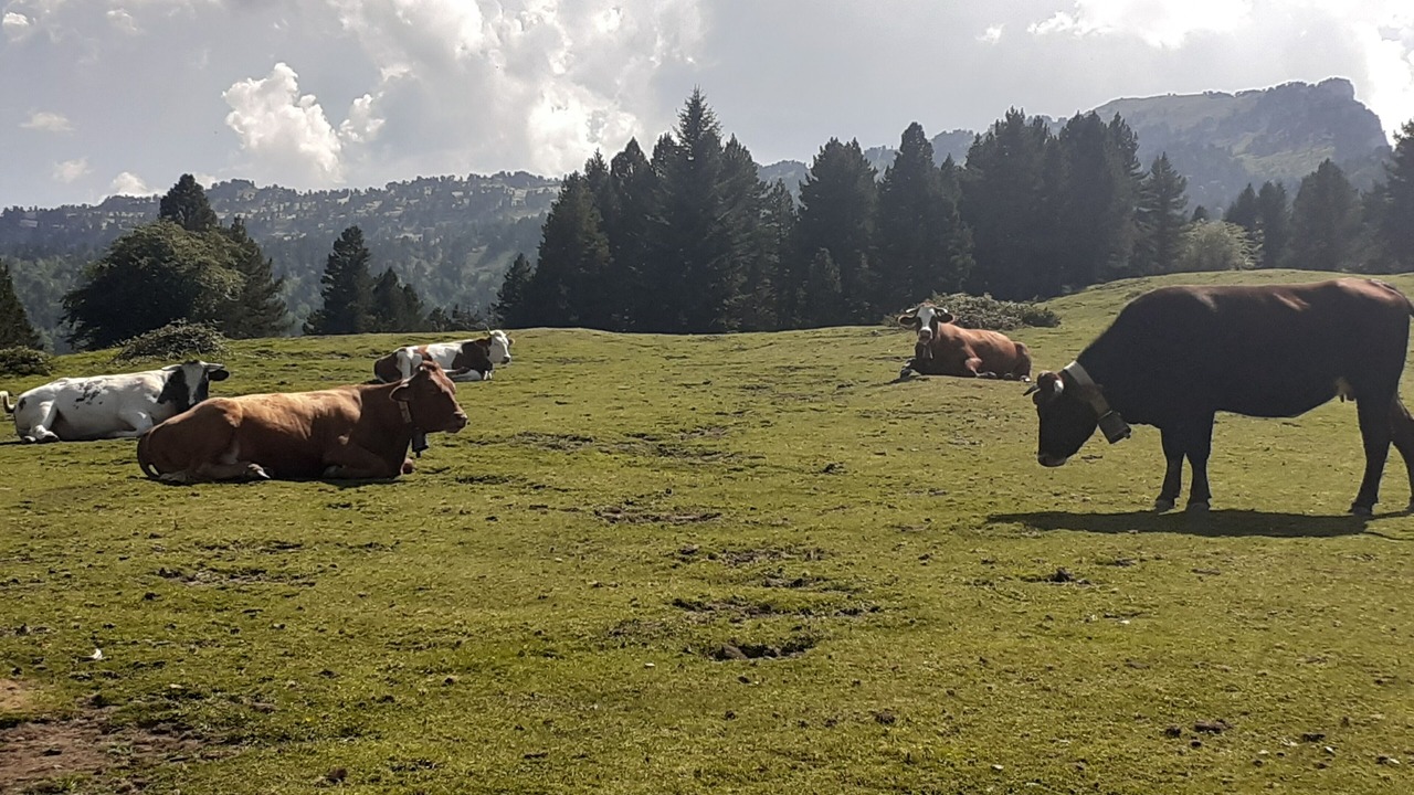 Photo of Others in Osse-en-Aspe