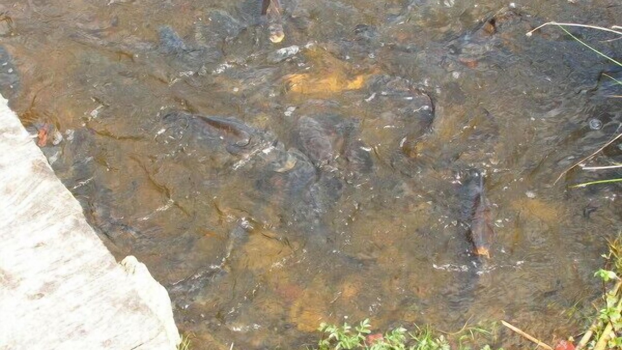 Photo of Others in Saint-Yrieix-la-Montagne