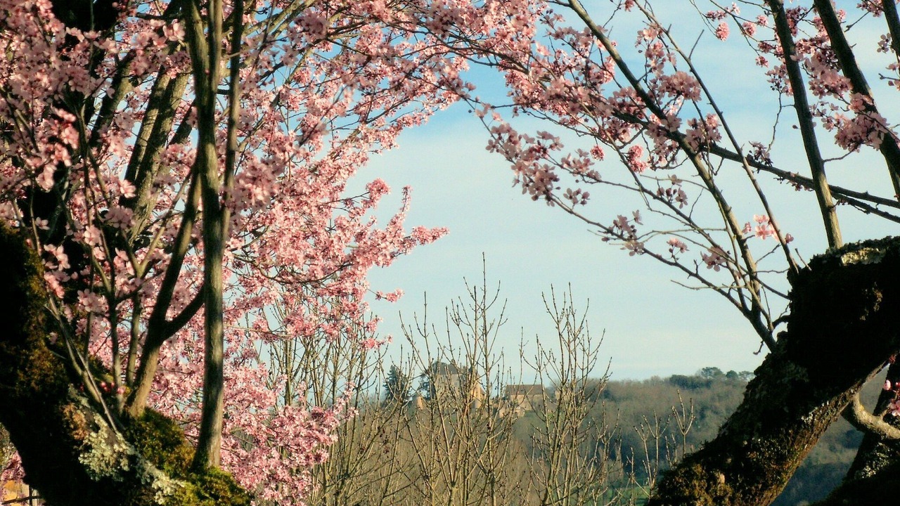 Photo of Outdoor in Calviac-en-Perigord