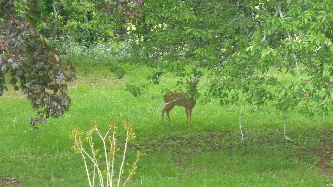 Photo of Outdoor in Bourgnac
