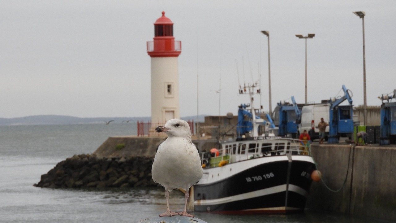 Photo of Others in Saint-Georges-d'Oleron
