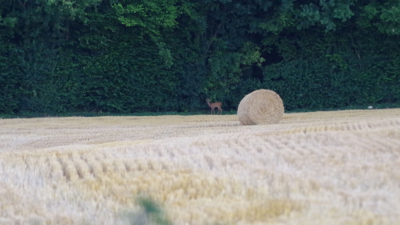 Photo of Others in Echire