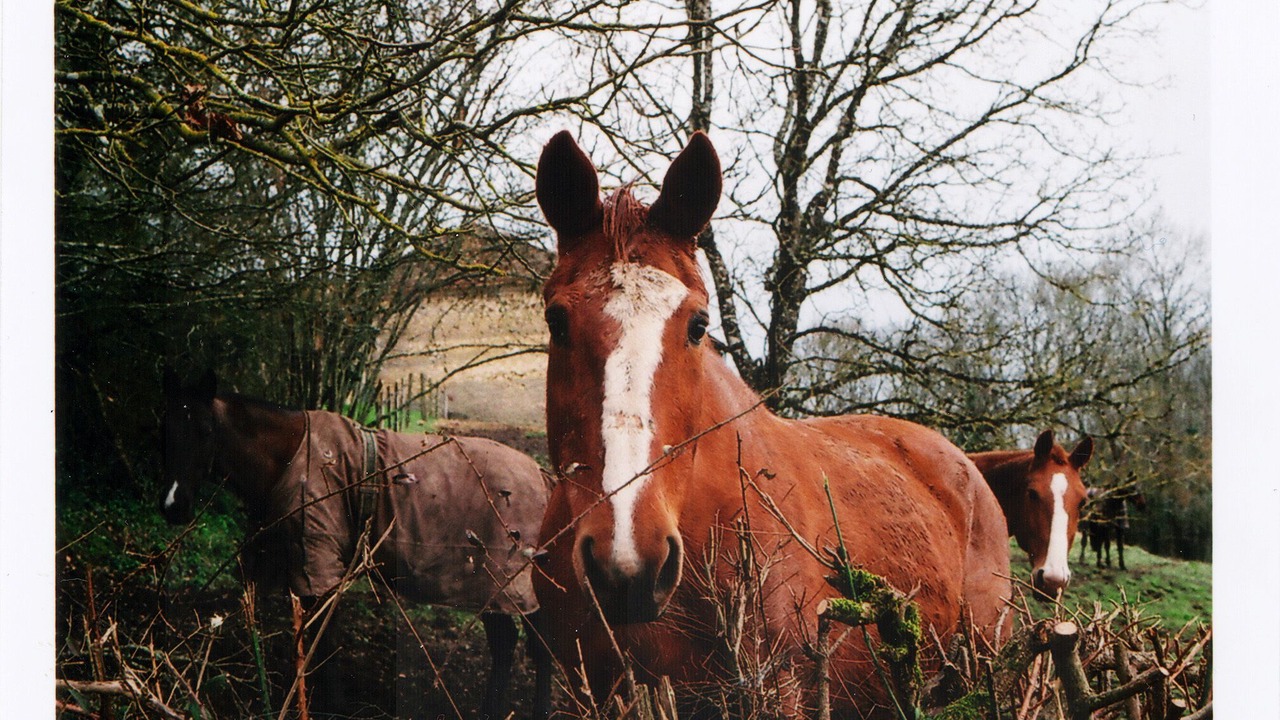Photo of Others in Ponteyraud