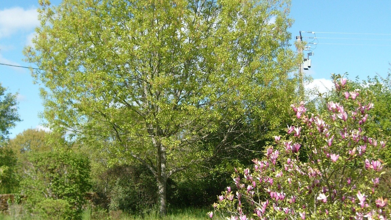 Photo of Outdoor in Servieres-le-Chateau