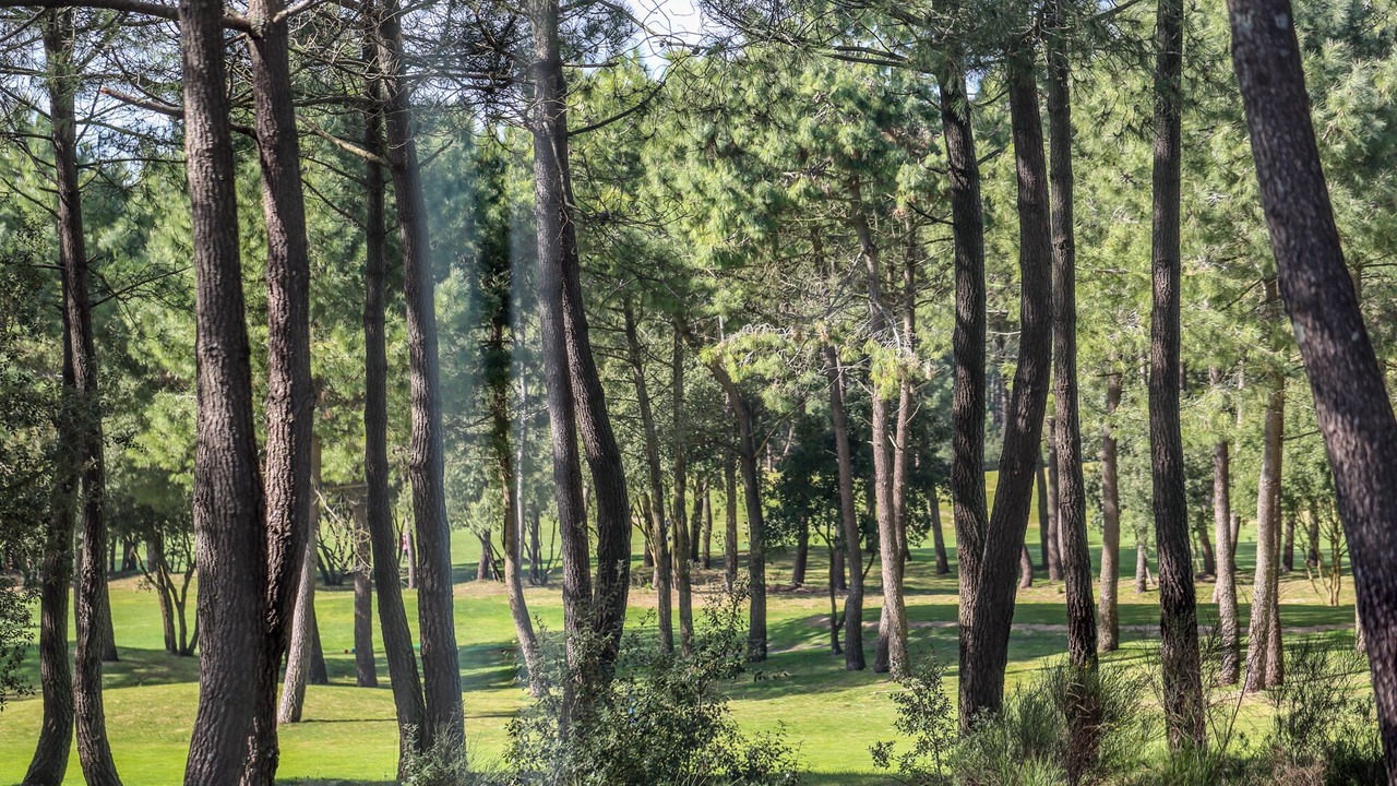 Photo of Others in La Palmyre