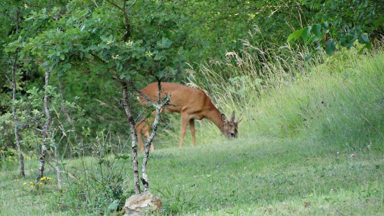 Photo of Outdoor in Le Buisson-de-Cadouin